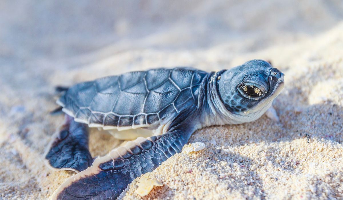 Qatar Concludes 2026 Hawksbill Sea Turtle Nesting Season With Continued Conservation Efforts